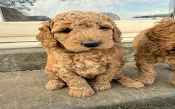 Irish Doodle dogs for sale: 6 beautiful F1b Irish Doodle puppies ❤️🐶 - Image 11