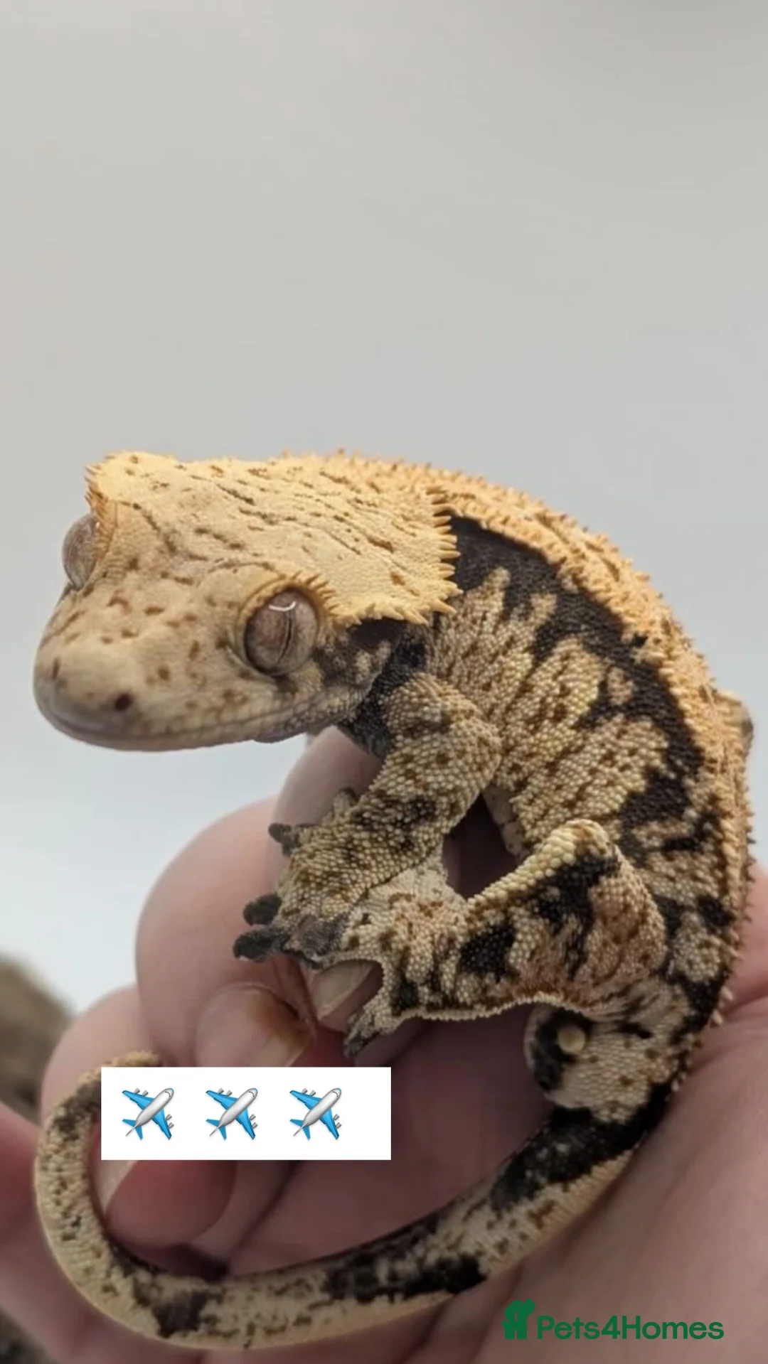 Gecko reptiles for sale: Crested gecko for sale  - Advert 10