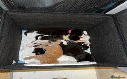 Mixed Breed cats for sale: Adorable 5-Week-Old Kittens Ready for Loving Home  - Image 11