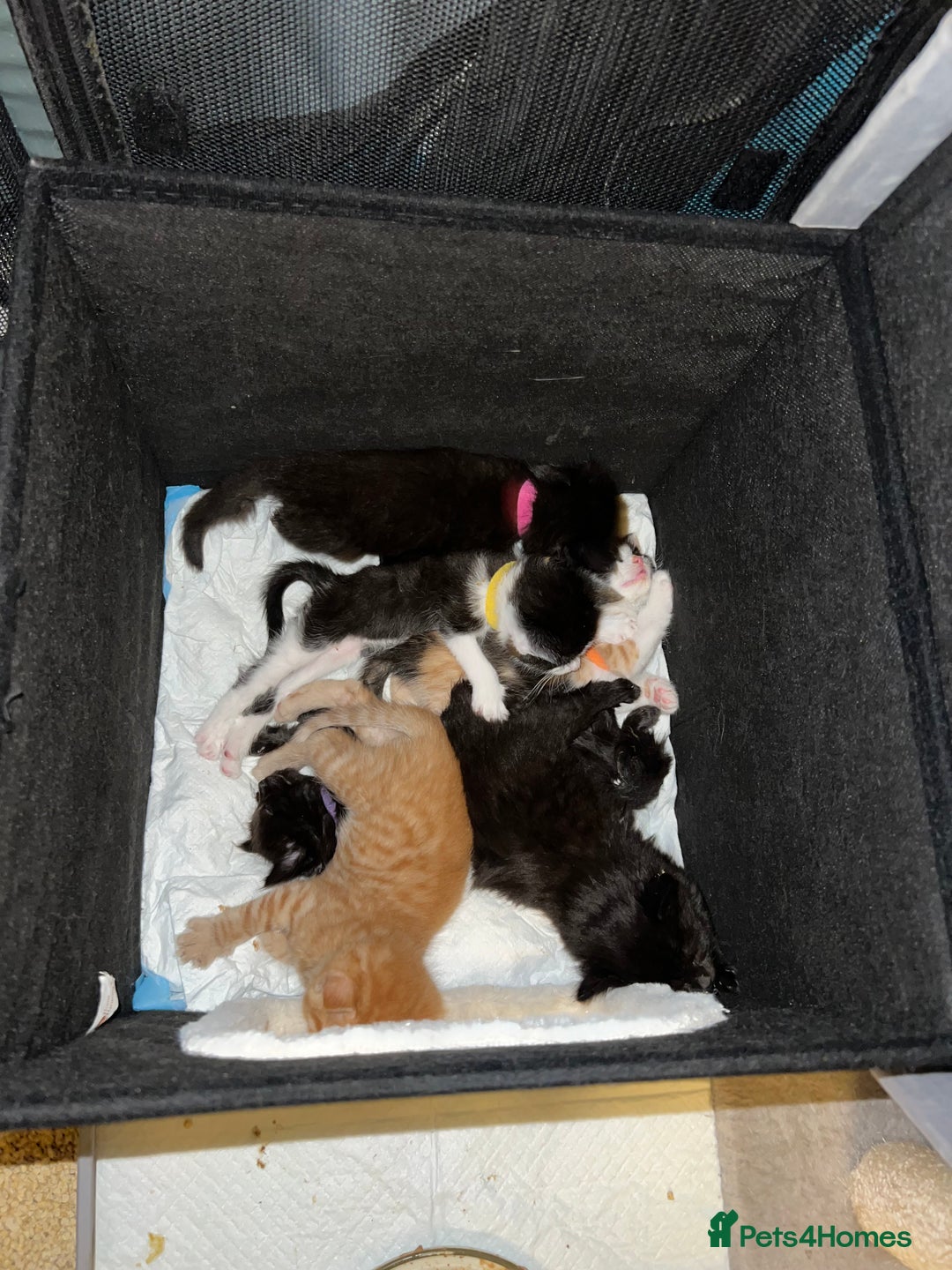 Mixed Breed cats for sale: Adorable 5-Week-Old Kittens Ready for Loving Home  - Image 11