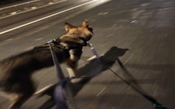 Mixed Breed dogs for sale: Belgian malinois crossed with Siberian husky - Image 2