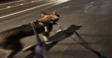 Mixed Breed dogs - Advert 13