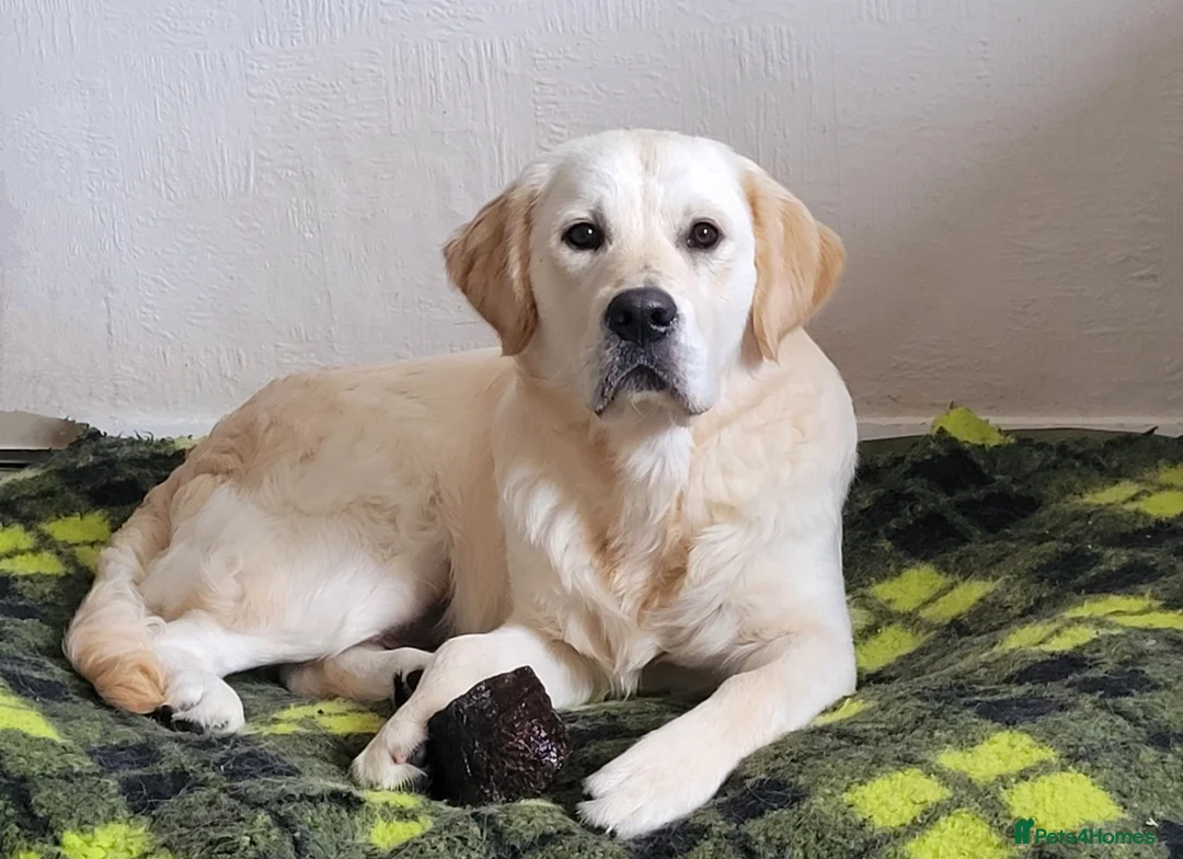 Golden Retriever dogs for stud: Cesarka Golden Retrievers in Conwy - Advert 15