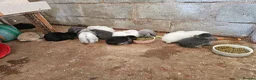 Mini Lop rabbits for sale: 🐰 Mini Lop Rabbits for Sale 🐰 - Advert 3