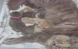 British Longhair cats for sale: british shorthair and shorthair males - Image 20