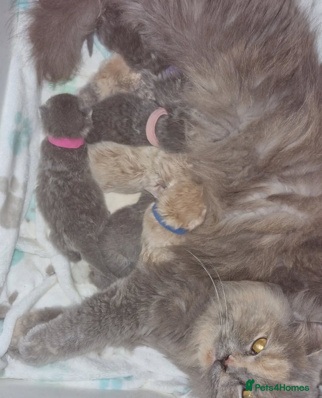 British Longhair cats for sale: british shorthair and shorthair males - Image 20