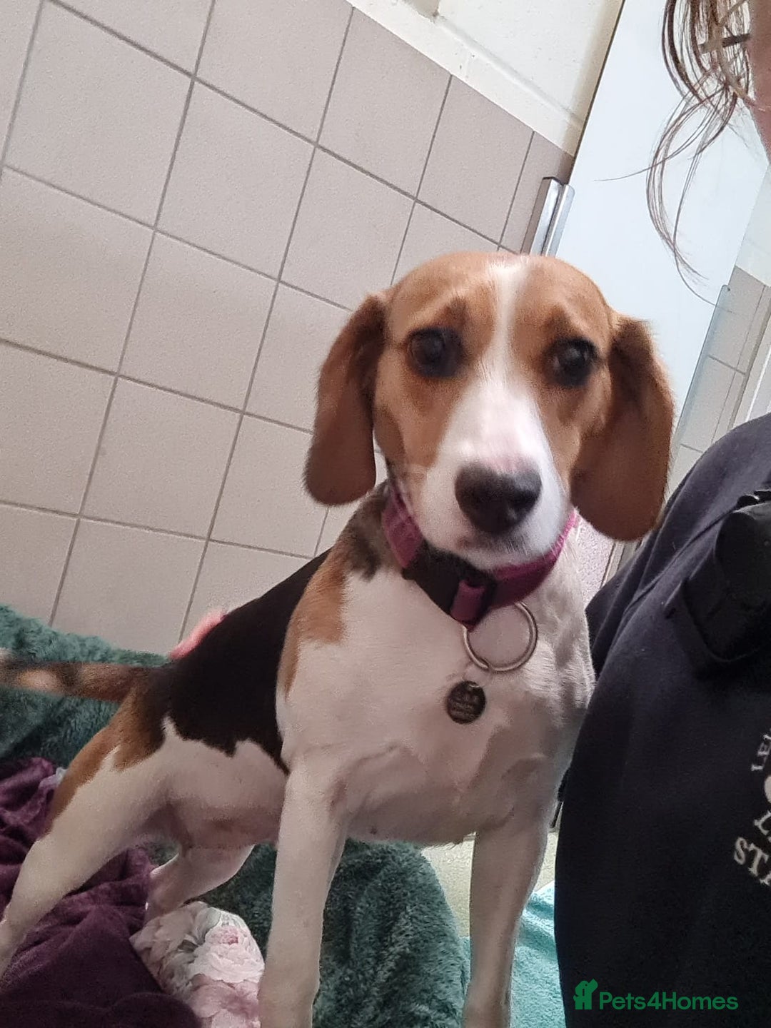 Beagle dogs for adoption: Fable - Image 3