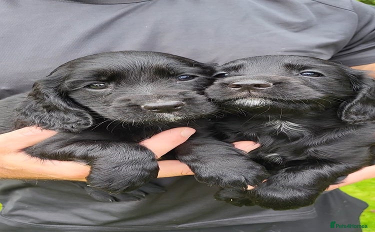 Cocker Spaniel dogs - Advert 3