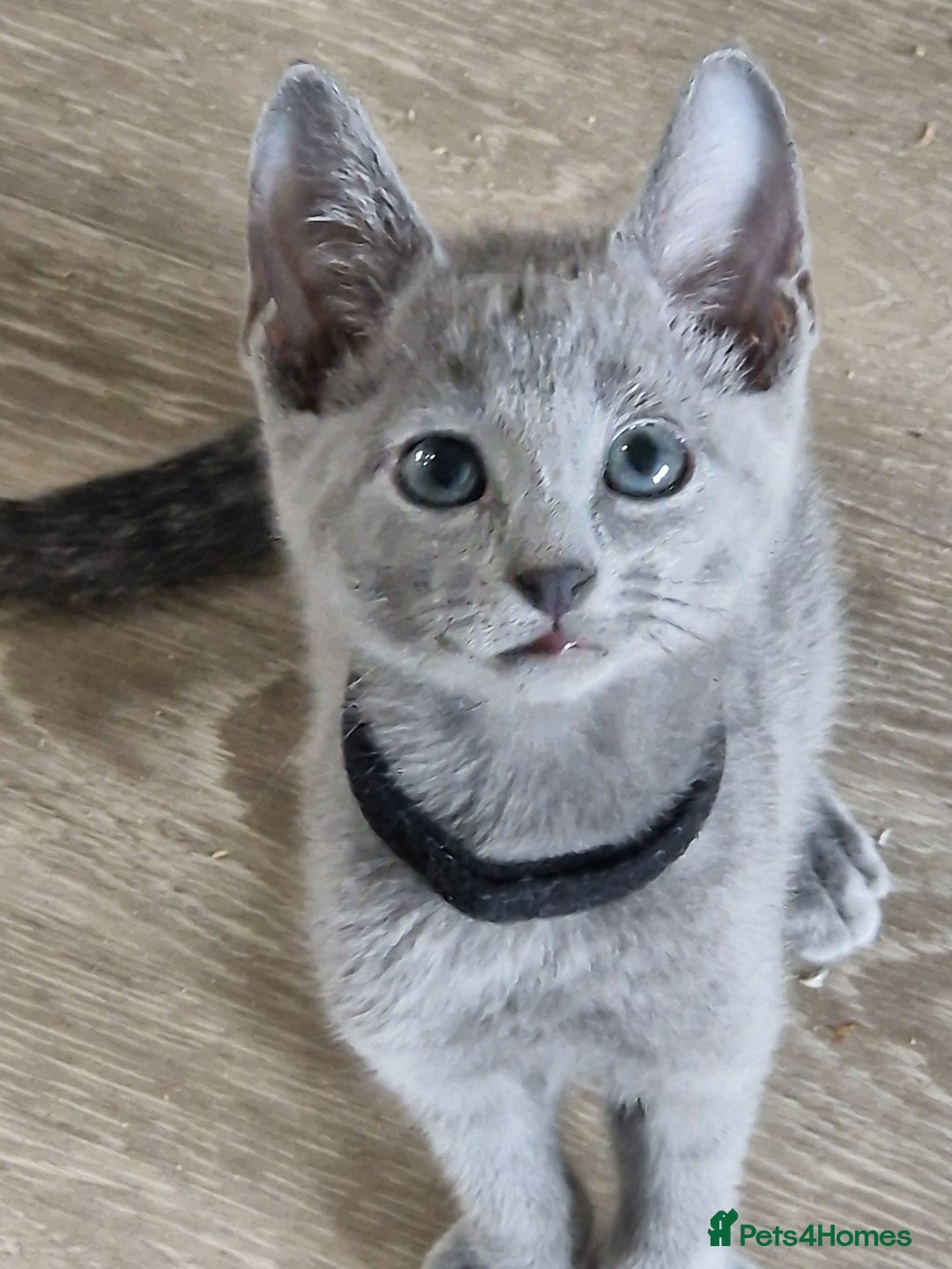 Russian Blue cats for sale: Pedigree Russian blue kittens  - Image 1