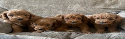 Cavapoo dogs for sale: Fully health tested Cavapoos’s  - Advert 1