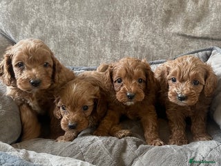 Cavapoo dogs Fully health tested Cavapoos’s - Advert 18