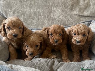 Cavapoo dogs Fully health tested Cavapoos’s - Advert 4