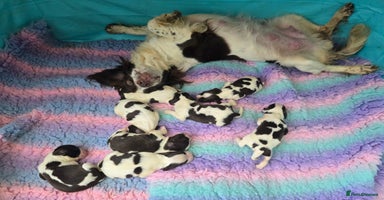 English Springer Spaniel dogs - Advert 8