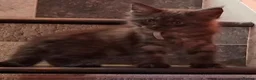 Maine Coon cats for sale: Maine Coon kittens in Manchester  (2 boys) - Advert 3