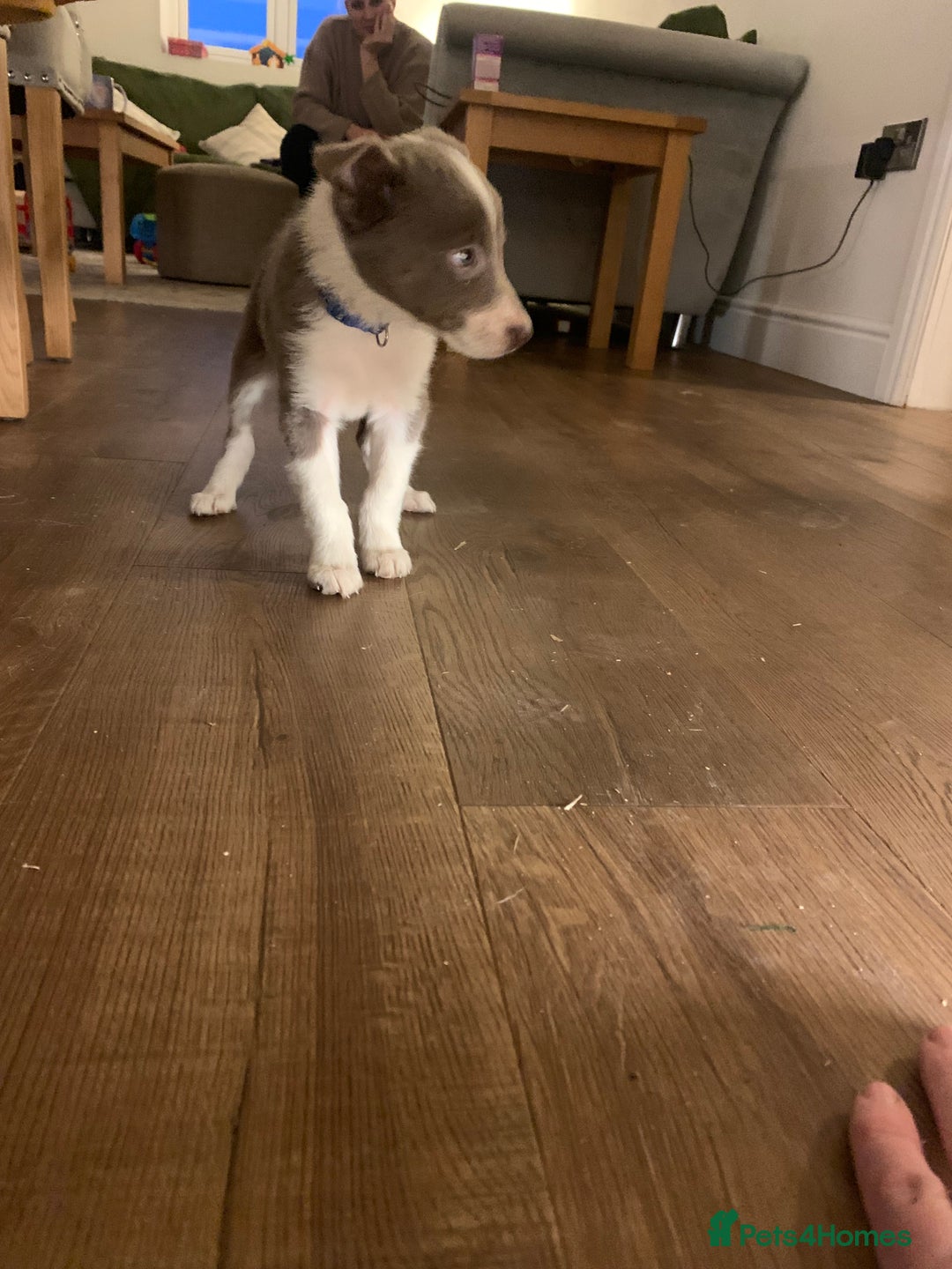 Border Collie dogs for sale: Lilac border collie puppy - Advert 6