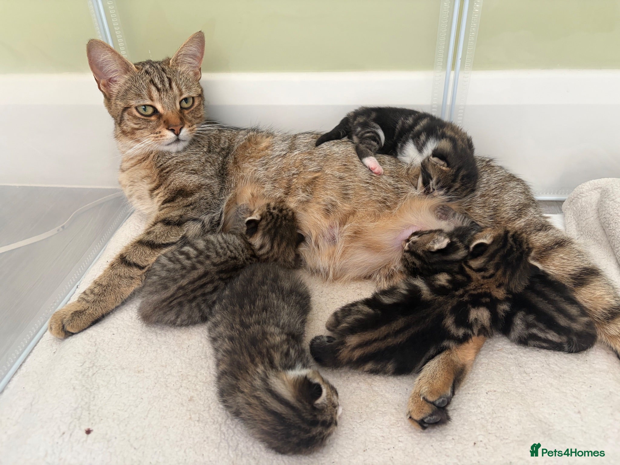 Mixed Breed cats 5 kittens for sale - Advert 2
