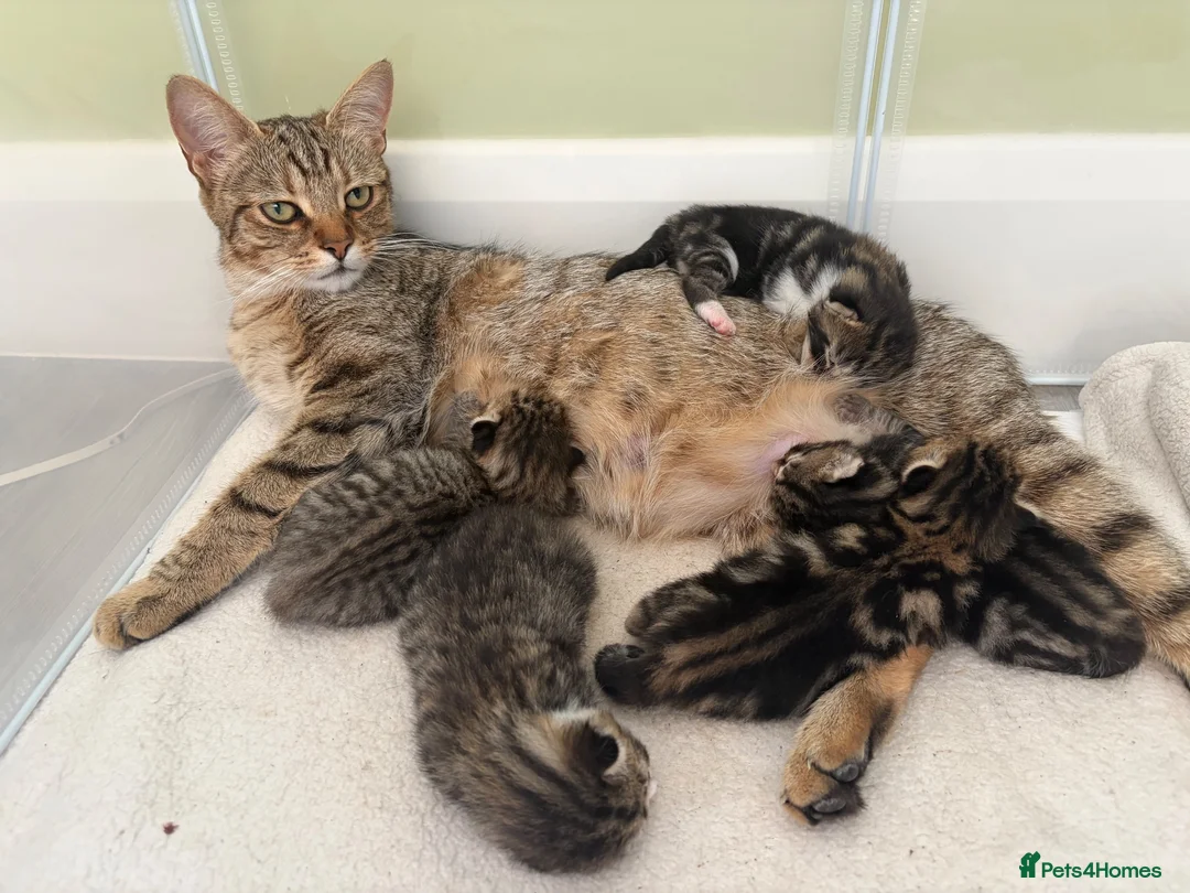 Mixed Breed cats for sale: 5 kittens for sale in Saffron Walden - Advert 1
