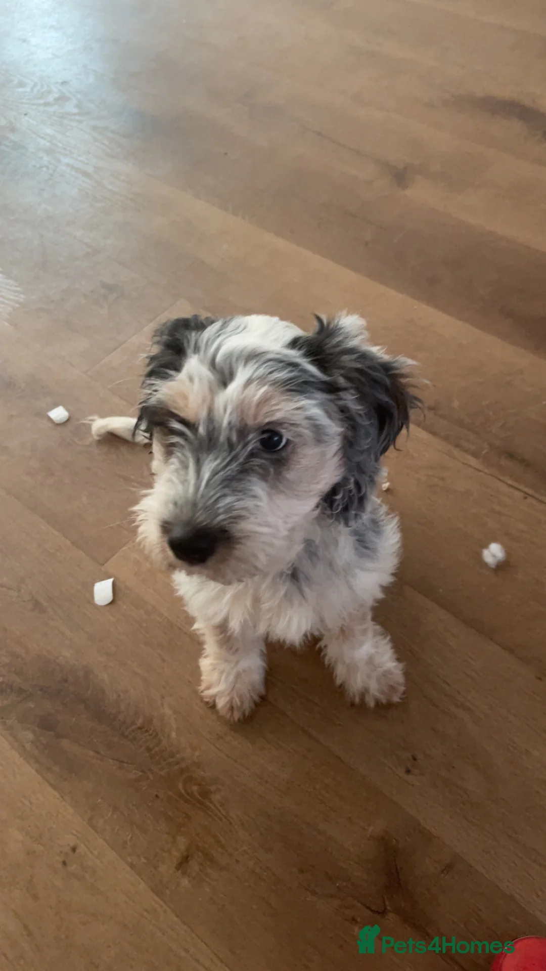 Cocker Spaniel dogs for sale: Two cocker spaniel puppies (together)  - Advert 2