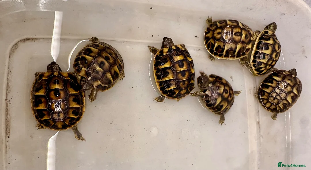 Tortoise reptiles for sale: Western Hermanns Tortoise - Advert 2