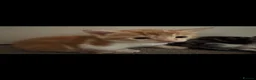 Mixed Breed cats for sale: cute kittens  - Advert 12