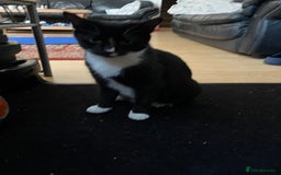 Mixed Breed cats for sale: Adorable Non-Pedigree Kittens – Litter Trained  - Image 6