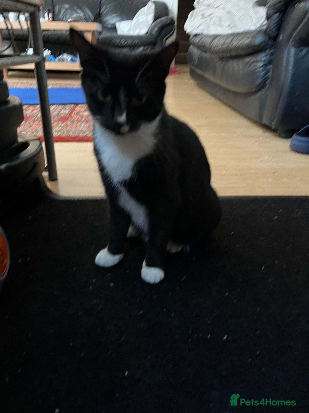Mixed Breed cats for sale: Adorable Non-Pedigree Kittens – Litter Trained  - Image 6