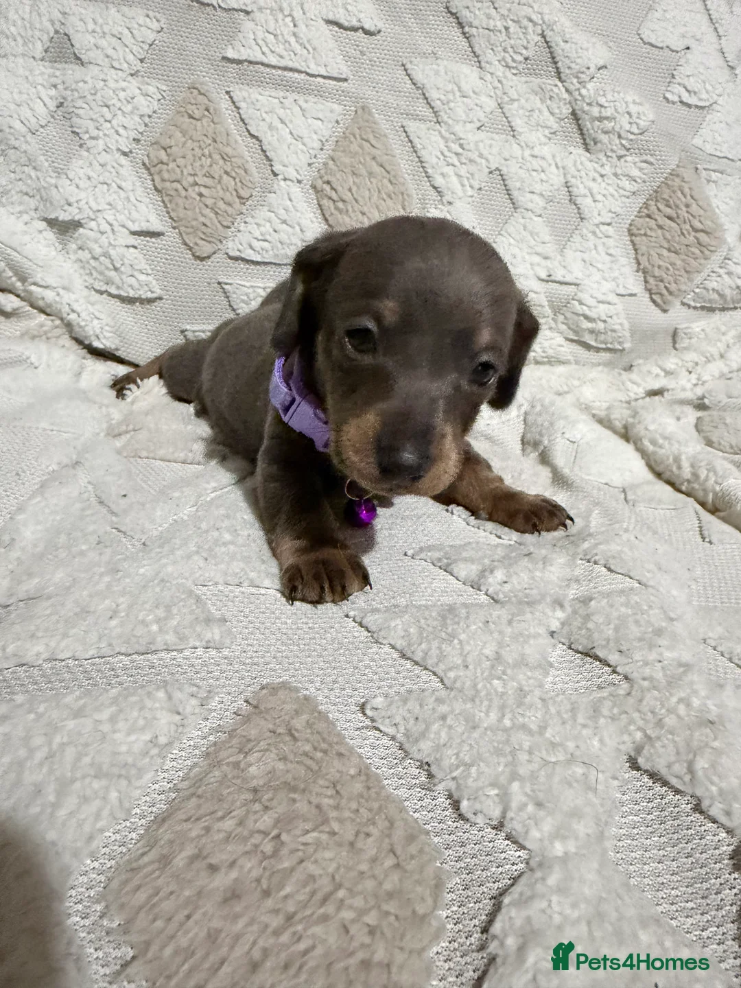 Dachshund dogs for sale: Beautiful dachshund puppies  - Advert 17