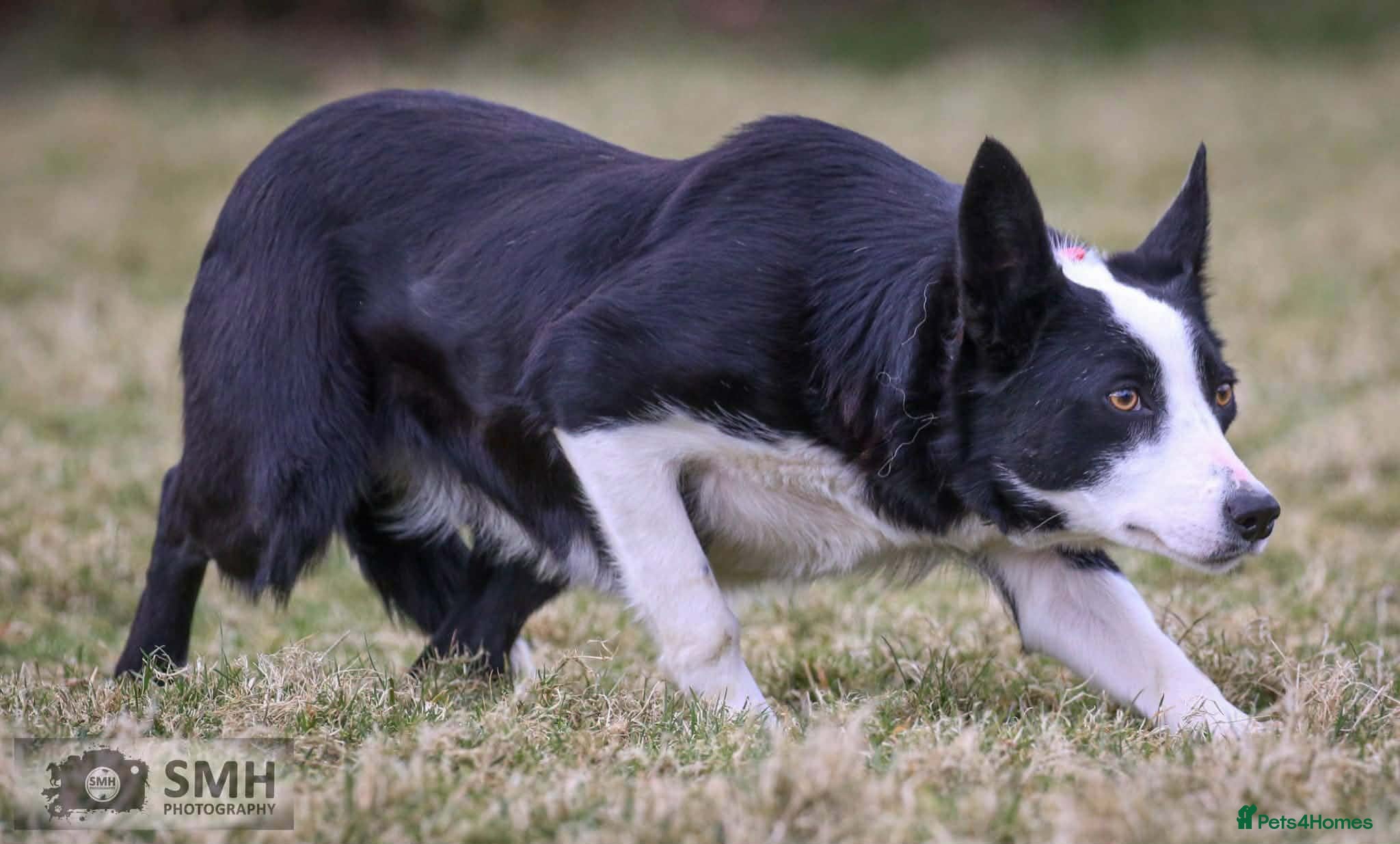 Border Collie dogs Stunning Border Collie Bitch – 3.5yr Old  - Advert 2