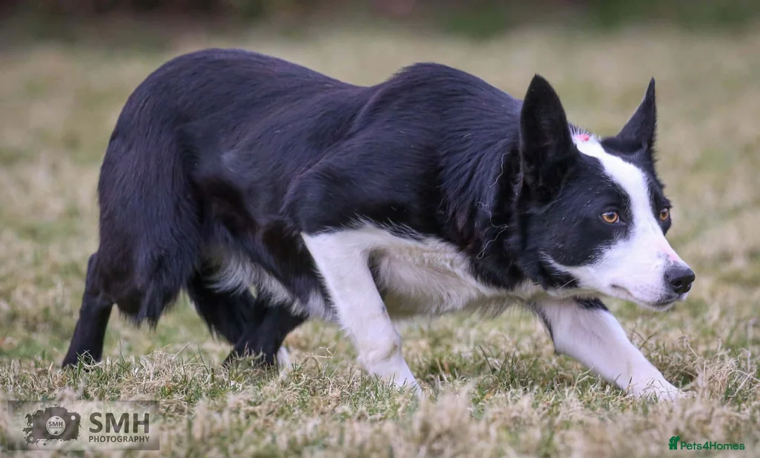 Border Collie dogs for sale: Stunning Border Collie Bitch – 3.5yr Old  in Crymych - Advert 2