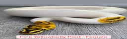 Python Snake reptiles for sale: Female Combo Pied Ball Pythons - Ready Now  - Advert 5
