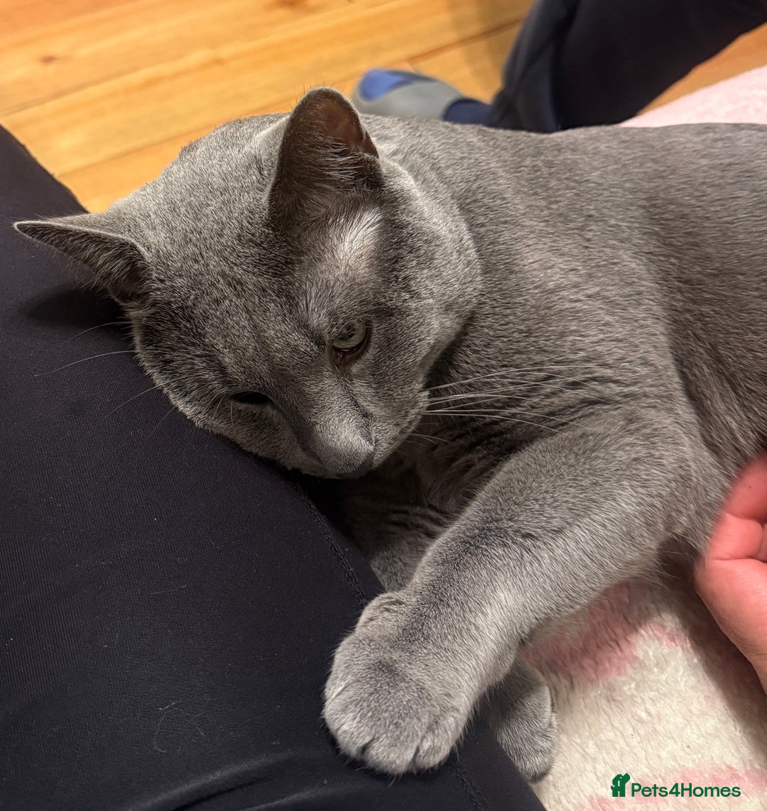 Russian Blue cats for stud: Pure Russian Blue Stud Available for Mating in Chessington - Advert 5