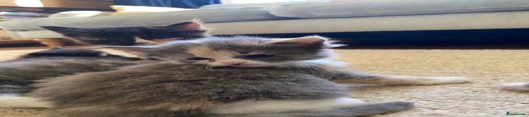 Cute grey with ginger markings
