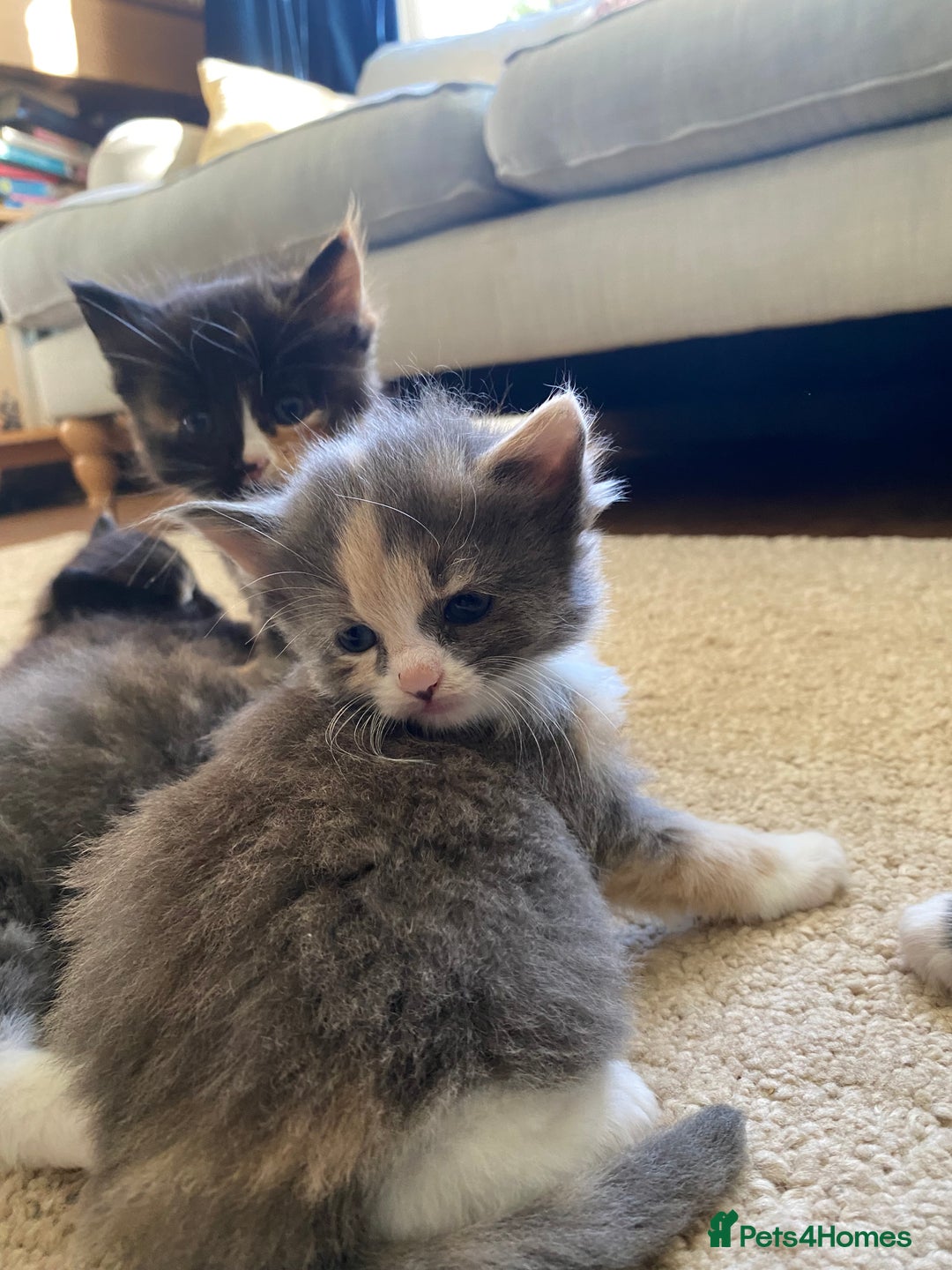 Mixed Breed cats for sale: Beautiful kittens for sale - Image 8
