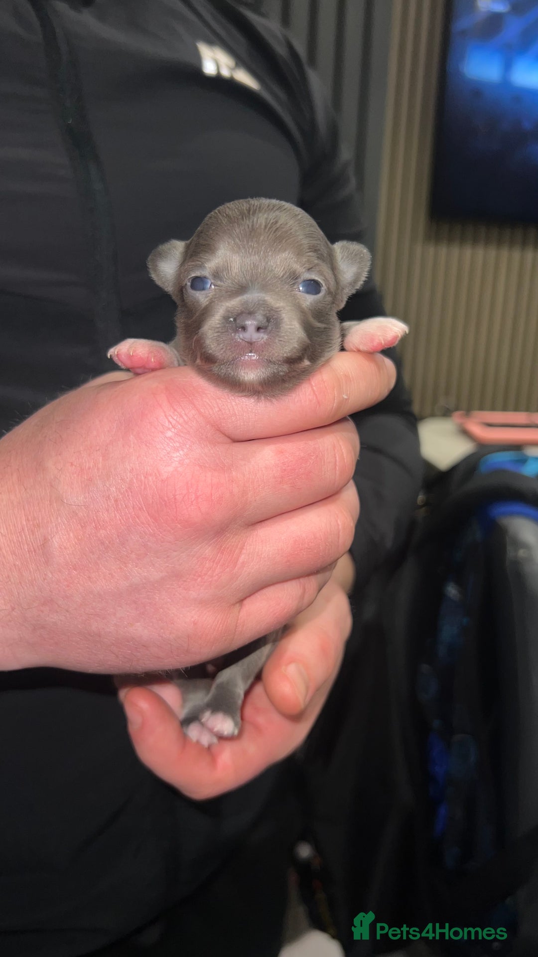 Chihuahua dogs for stud: 1.8kg TikTok star STUD DUTIES ⭐️ - Advert 15