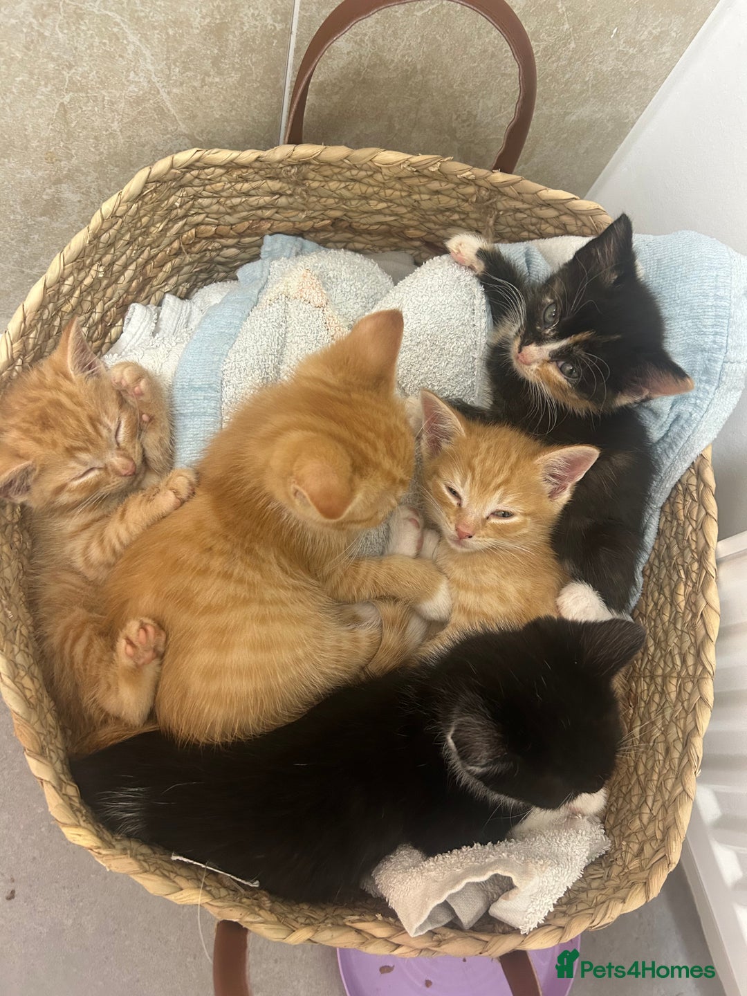 British Shorthair cats for sale: 1 female kitten. Ready to leave  - Advert 2