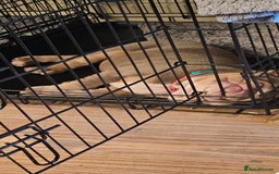 English Bulldog dogs for sale: Final Female English Bulldog available - Image 26