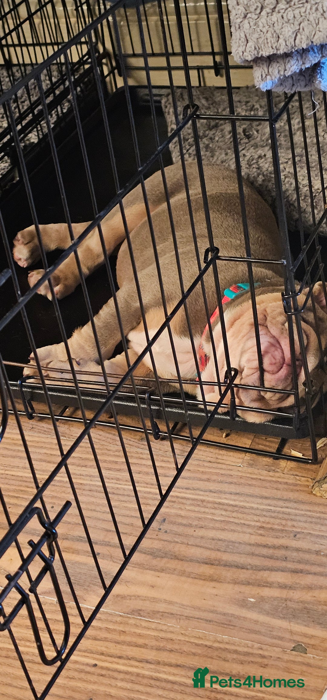 English Bulldog dogs for sale: Final Female English Bulldog available - Image 26