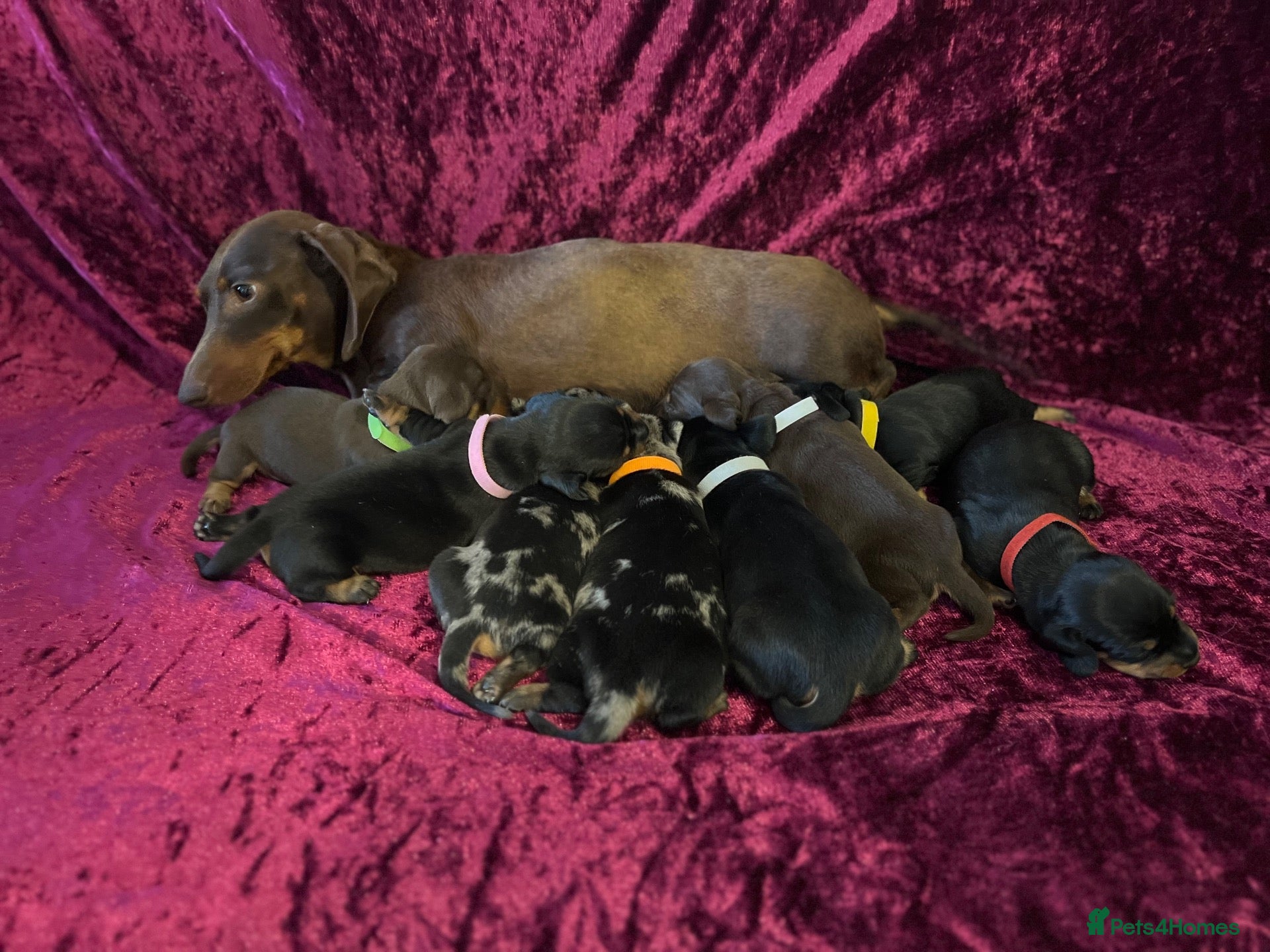 Miniature Dachshund dogs Miniat Dachshund puppy waiting for new home - Advert 6