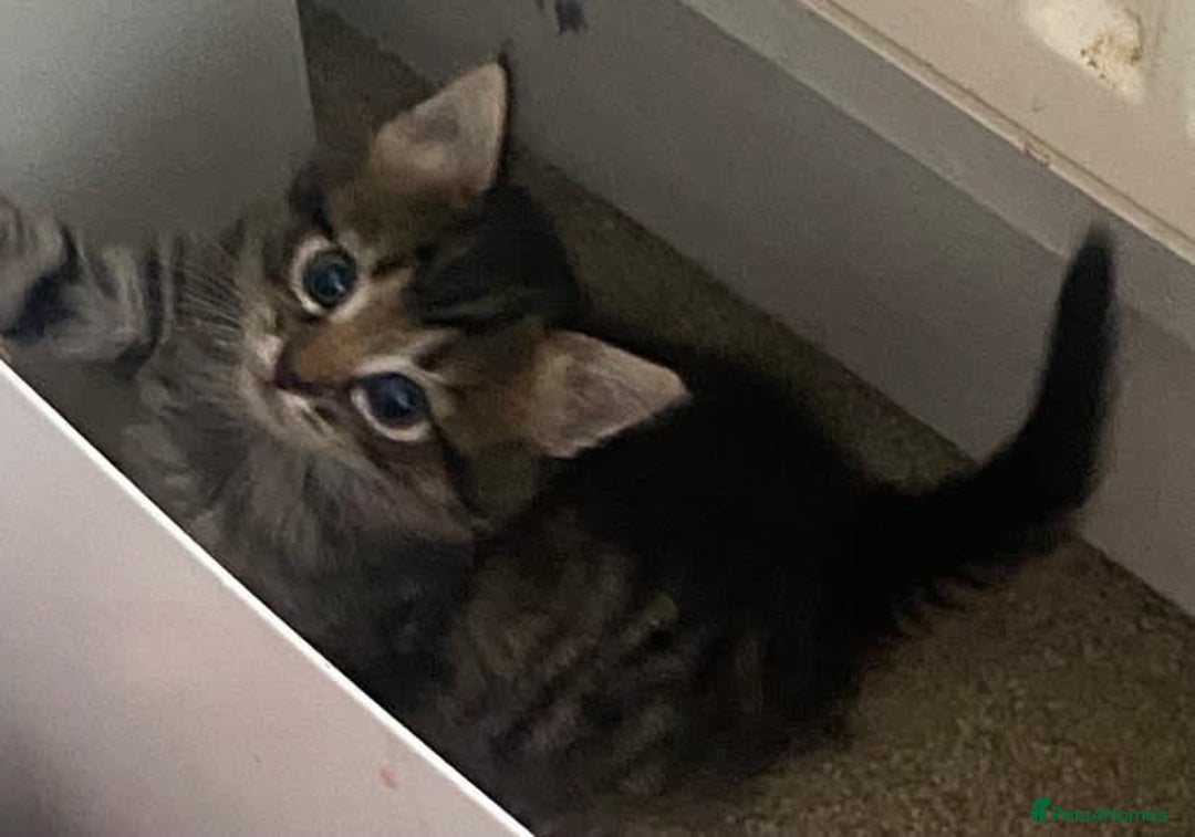 Mixed Breed cats for sale: Gorgeous tabby kittens (ONLY 1 LEFT) - Image 32