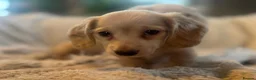 Miniature Dachshund dogs for sale: KC Longhaired Cream Miniature Dachshund Puppies - Advert 26