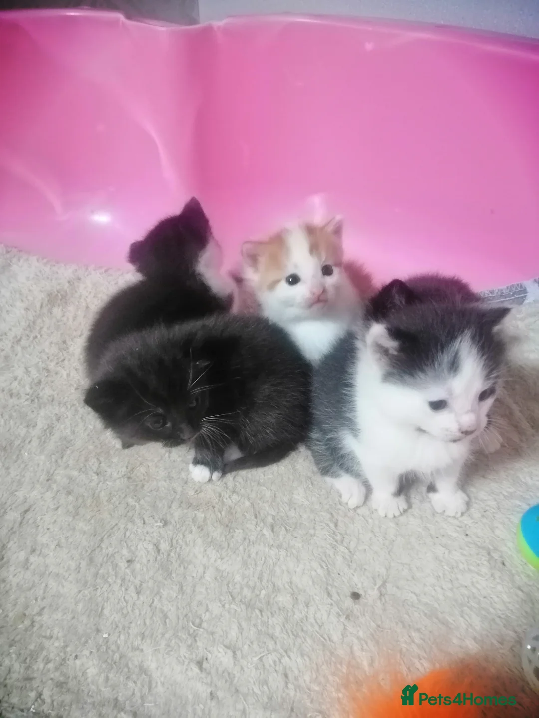 Mixed Breed cats for sale: 5 Beautiful kittens  - Advert 4