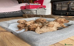 Cockapoo dogs for sale: F1B TOY COCKAPOO PUPPIES - Image 4