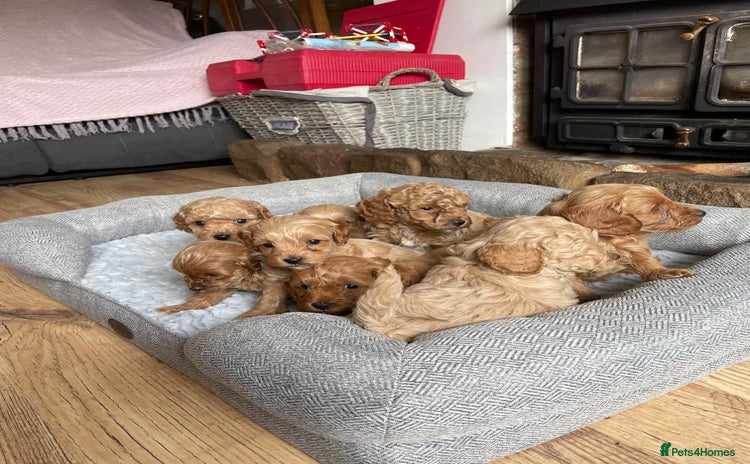 Cockapoo dogs - Advert 3