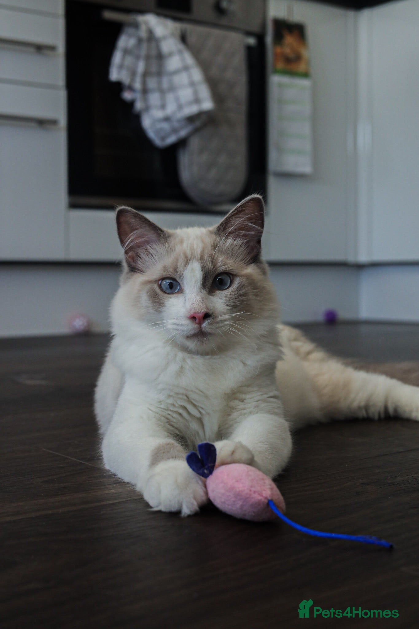 Ragdoll cats Lovely Ragdoll male  - Advert 1