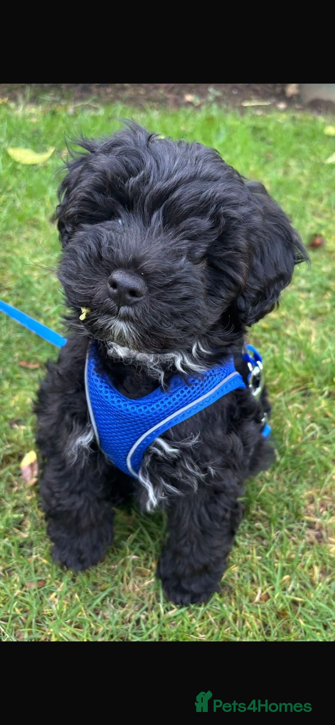 Schnoodle dogs for sale: Gorgeous American Toy Schnoodle Puppies For Sale - Advert 10