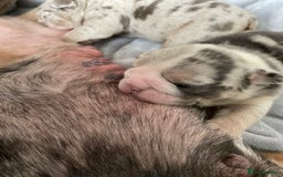 English Bulldog dogs for sale: LAST BOY ENGLISH BULLDOG PUP in South Ockendon - Image 10