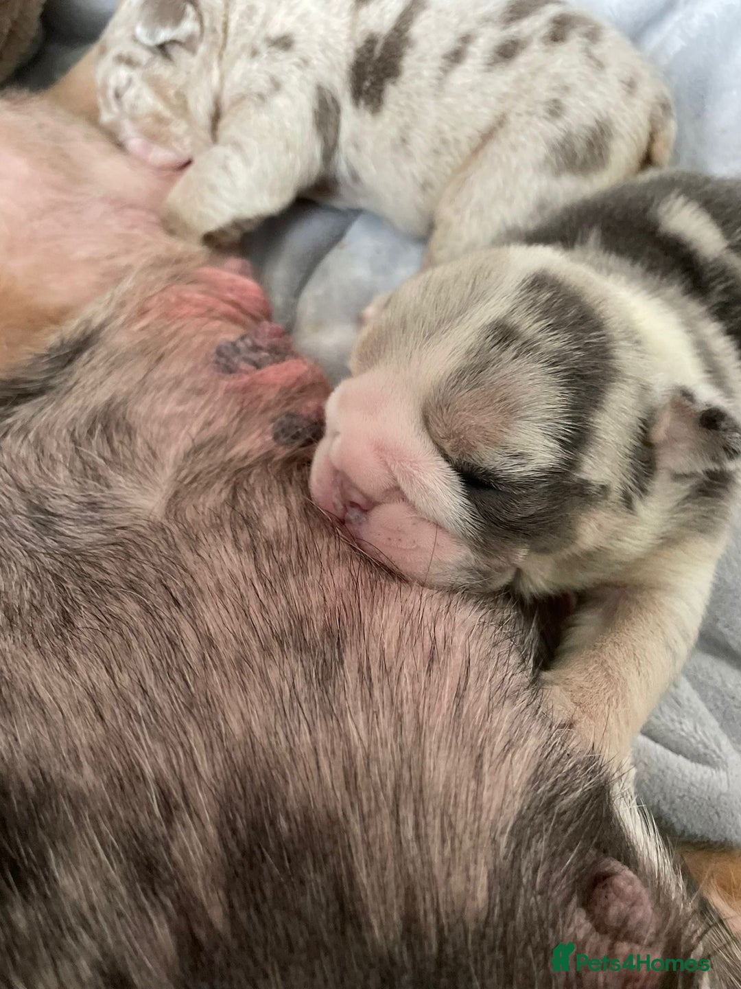 English Bulldog dogs for sale: LAST BOY ENGLISH BULLDOG PUP in South Ockendon - Image 10