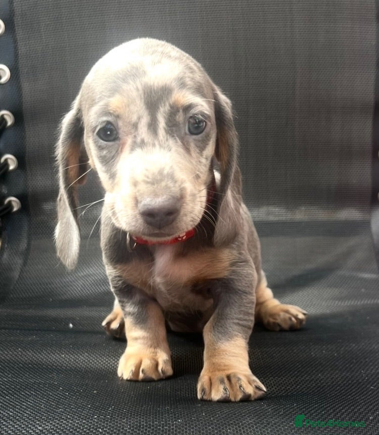 Dachshund dogs Miniature dachshund dapple 2 boys 2 girls - Advert 2