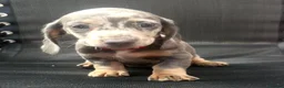 Dachshund dogs for sale: Miniature dachshund dapple 2 boys 2 girls - Advert 2