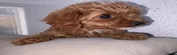 Cavapoo dogs for sale: TOY CAVAPOO GIRL. Health tested and training begun - Advert 8